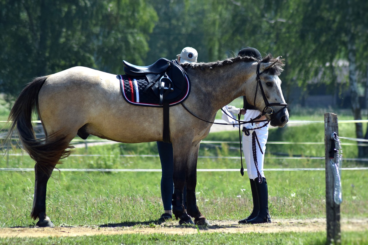 equestrian, horse, riding-1480944.jpg